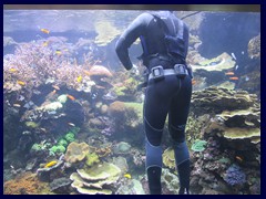 L'Oceanogràfic Oceanarium 071 - diver